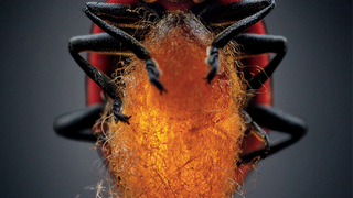 These parasite bugs can control their hosts' brains from inside
